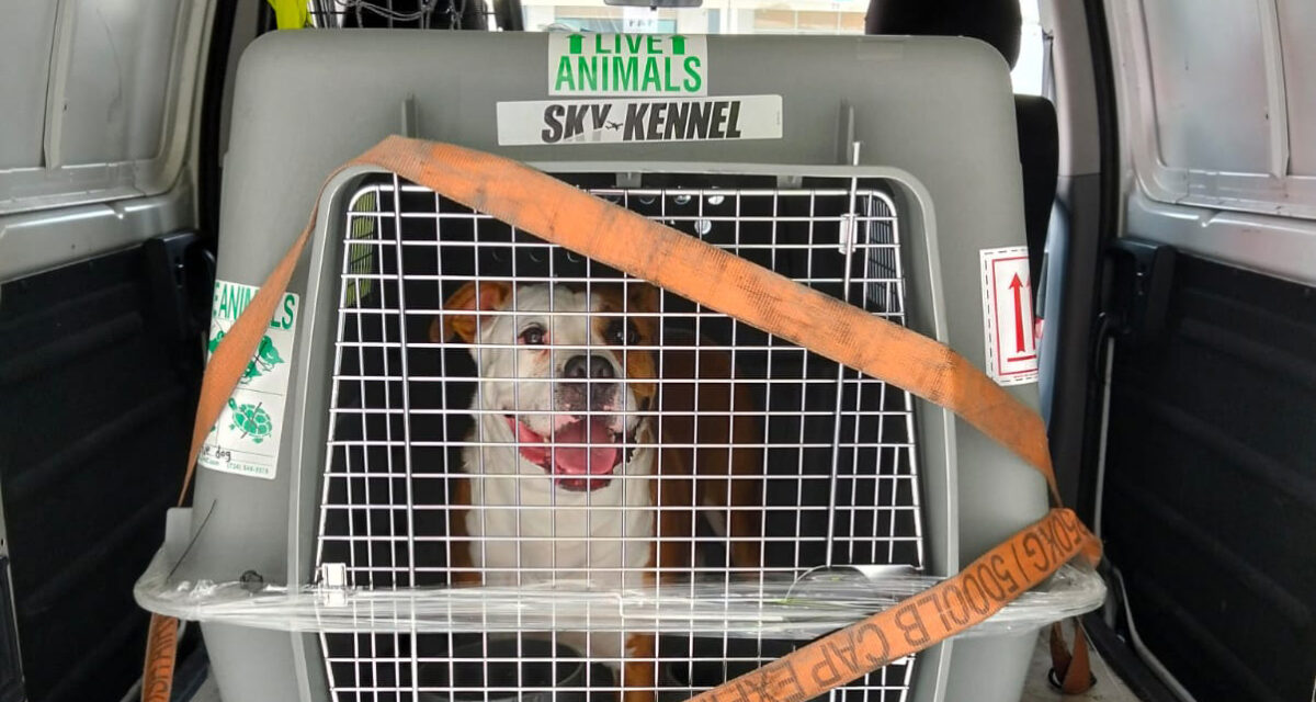 Transporte de animales vivos