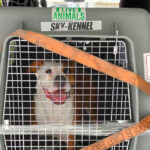 Transporte de animales vivos